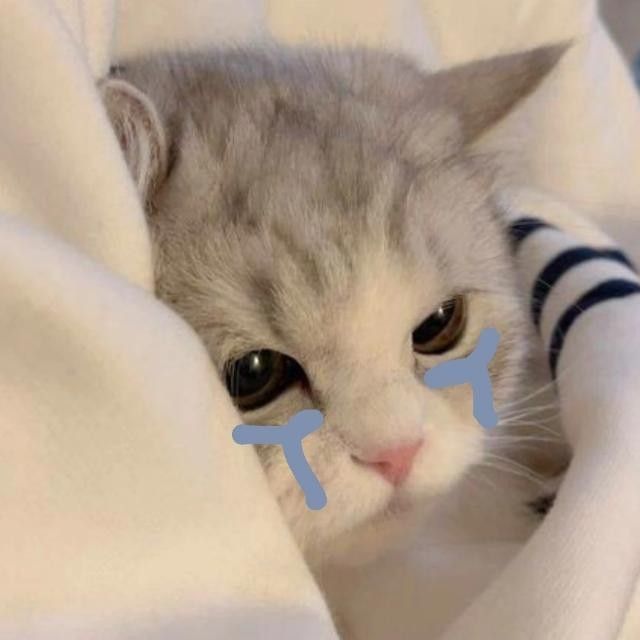 Sad cat